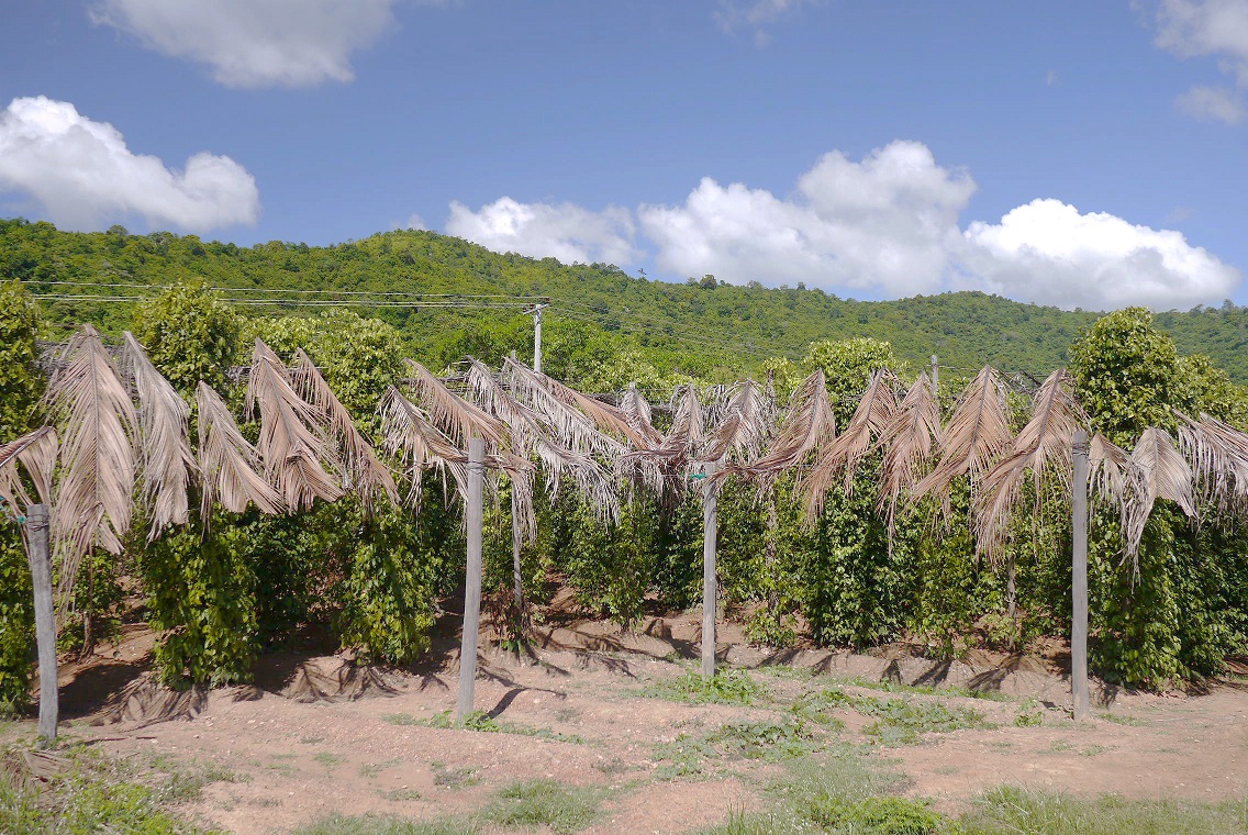 Sothy’s Pepper Farm | Hello Angkor